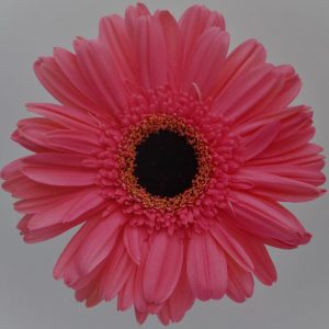 GERBERA PINK