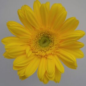 GERBERA YELLOW