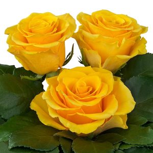 GLITZ ROSE