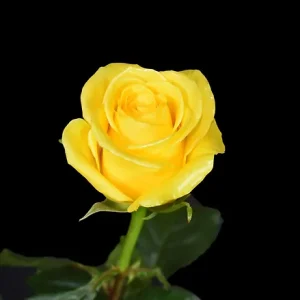 GOLDFINCH ROSE