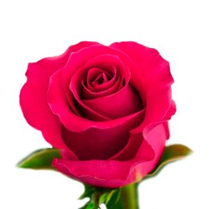 GOTCHA ROSE