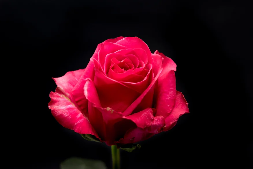GOTCHA ROSE - Imagen 2
