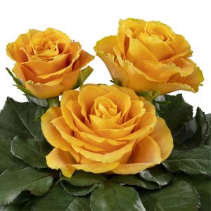 HEART OF GOLD ROSE