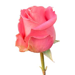 HERMOSA ROSE