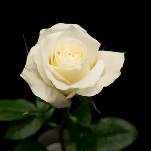 HIGH LIGHT ROSE