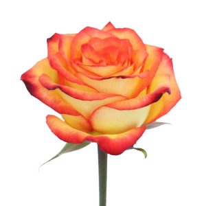 HIGH MAGIC ROSE