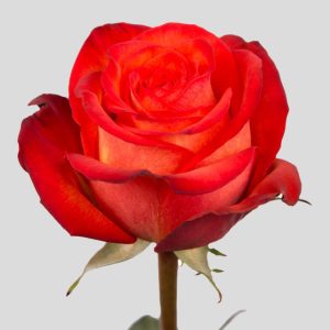 HIGH ORANGE MAGIC ROSE