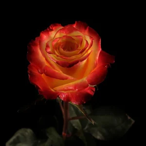 HIGH FLAME ROSE