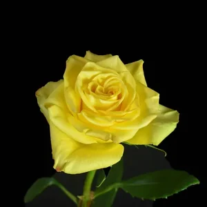 HIGH YELLOW ROSE