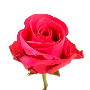 HOT EXPLORER ROSE