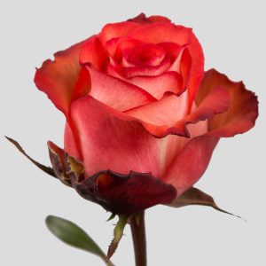 IGUANA ROSE