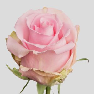 JESSICA ROSE
