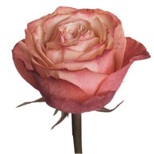 KAHALA ROSE