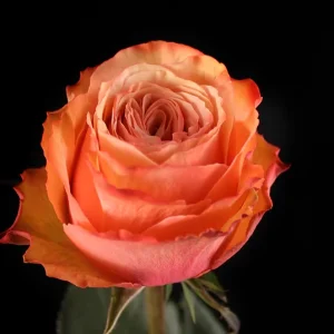 KAHALA ROSE