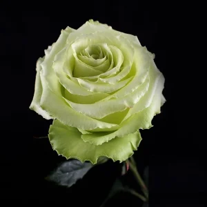 LEMONADE ROSE