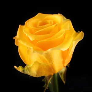 LIGHTHOUSE ROSE