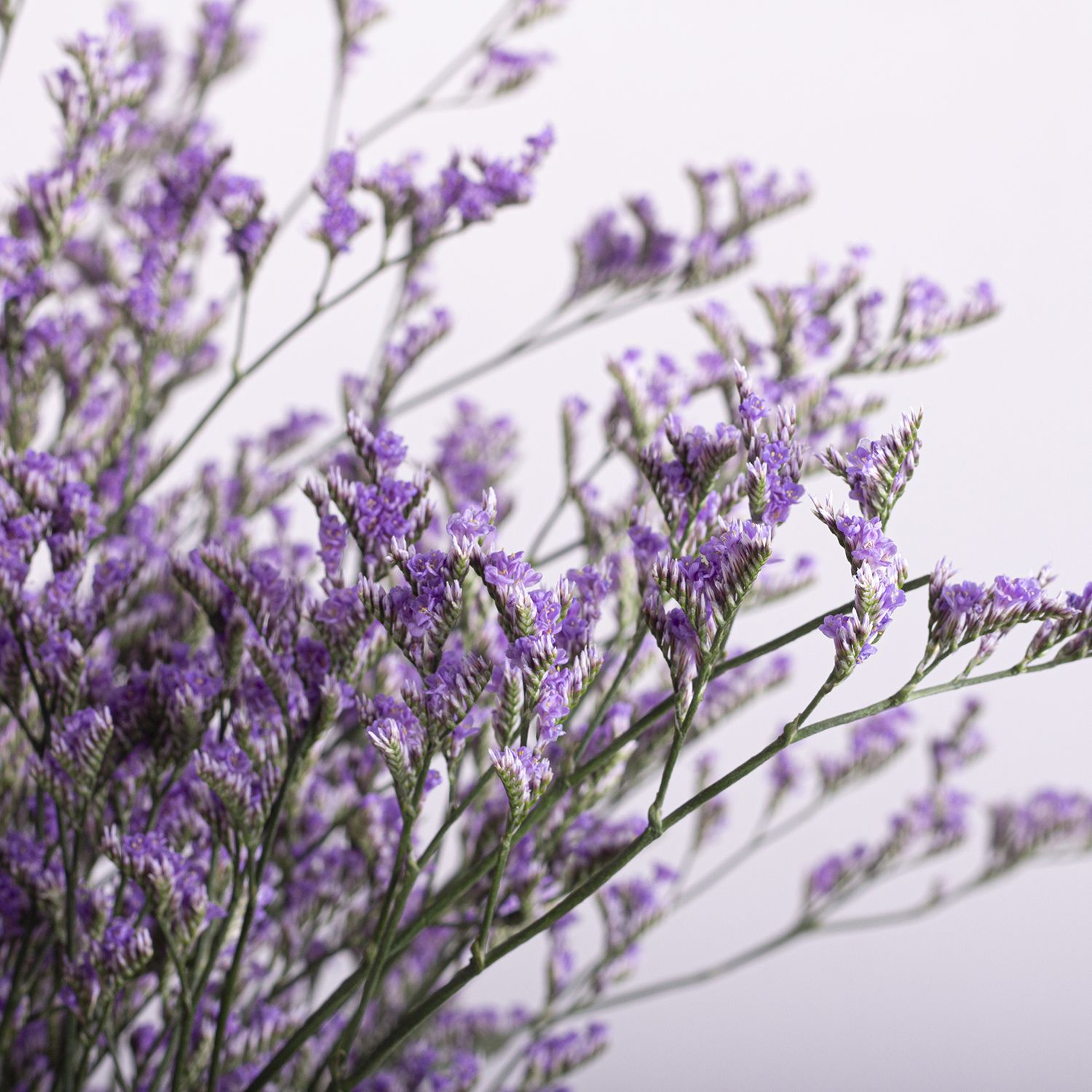 LIMONIUM BLUE STREAM - Image 2