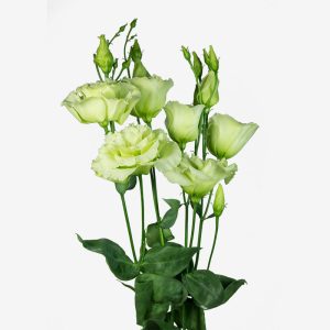 LISIANTHUS GREEN