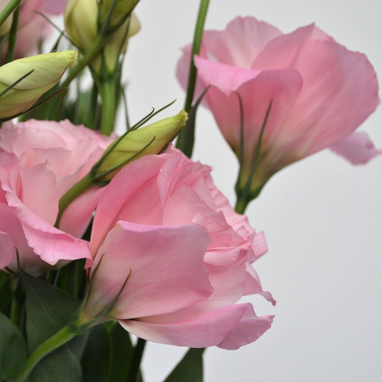 LISIANTHUS PINK - Image 2