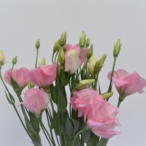 LISIANTHUS PINK