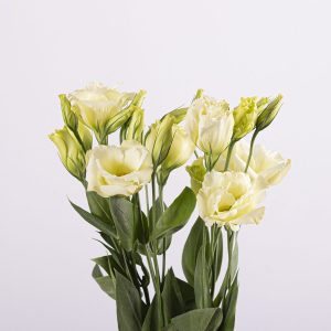 LISIANTHUS YELLOW
