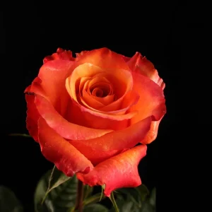 LUMIA ROSE