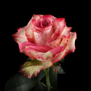 MAGIC TIMES ROSE
