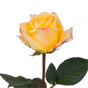 MOHANA ROSE