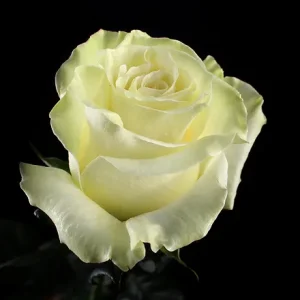 MONDIAL ROSE
