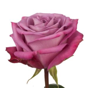 MOODY BLUES ROSE