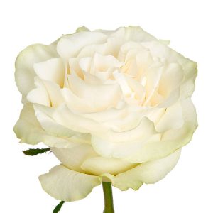 MOONSTONE ROSE