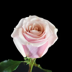 MOTHER OF PEARL ROSE