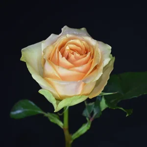 NECTARINE ROSE