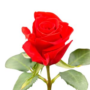 NEW FACE ROSE