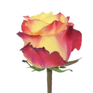 NEW FLASH ROSE