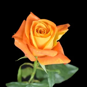 NEXUS ROSE