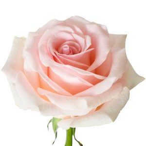 NOVIA ROSE