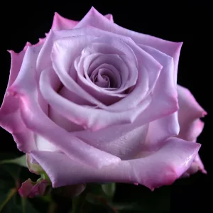 LAVENDER ROSES