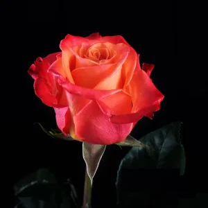 ORANGE CRUSH ROSE