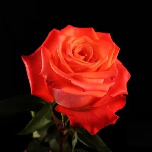 ORANGINE ROSE