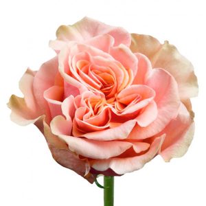 PHOENIX ROSE