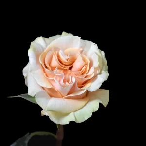 PHOENIX ROSE