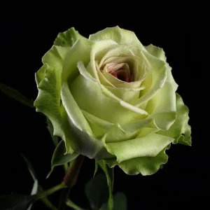 PINK LEMON ROSE