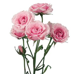 ROSE SPRAY