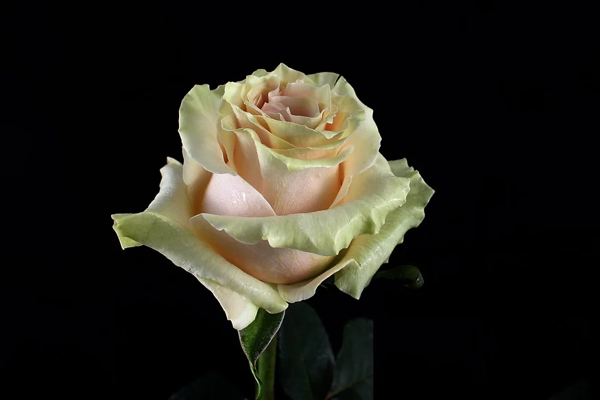 PINK MONDIAL ROSE - Imagen 2