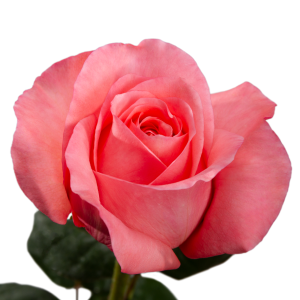 PINK XPRESSION ROSE
