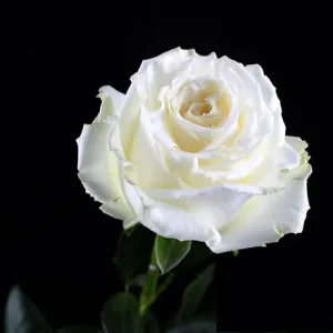 PLAYA BLANCA ROSE