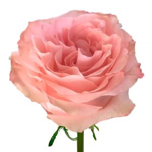 PRINCESS CROWN ROSE