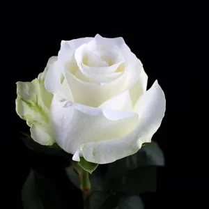 PROUD ROSE
