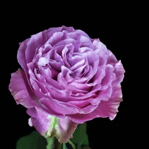 QUEENS CROWN ROSE
